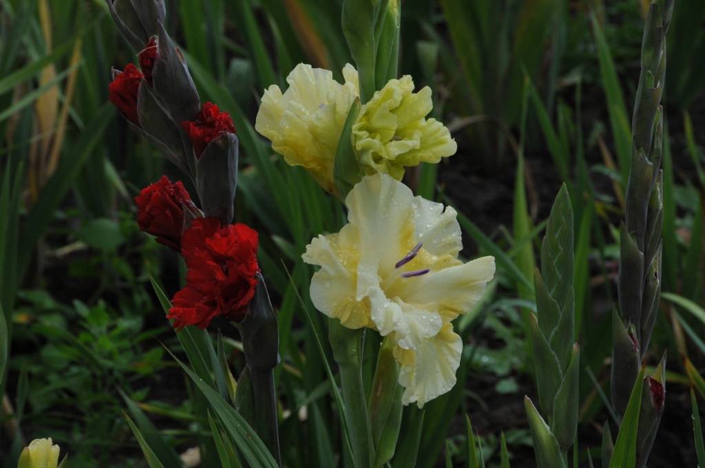 Nīcas pagasta “Lūšos” gladiolas zied jau vairākus desmitus gadu. Šie ziedi nav īpaši kaprīzi, bet prasa daudz roku darba, stāsta to audzētājs Voldemārs Klucis. 

Viņš rēķina, ka nelielās platībās gladiolas ir izdevīgāk audzēt nekā...
Autors: ReKurZeme, portāls