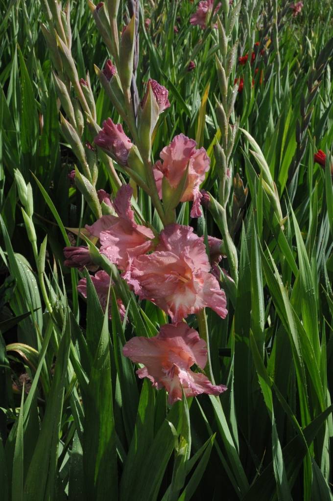 Nīcas pagasta “Lūšos” gladiolas zied jau vairākus desmitus gadu. Šie ziedi nav īpaši kaprīzi, bet prasa daudz roku darba, stāsta to audzētājs Voldemārs Klucis. 

Viņš rēķina, ka nelielās platībās gladiolas ir izdevīgāk audzēt nekā...
Autors: ReKurZeme, portāls