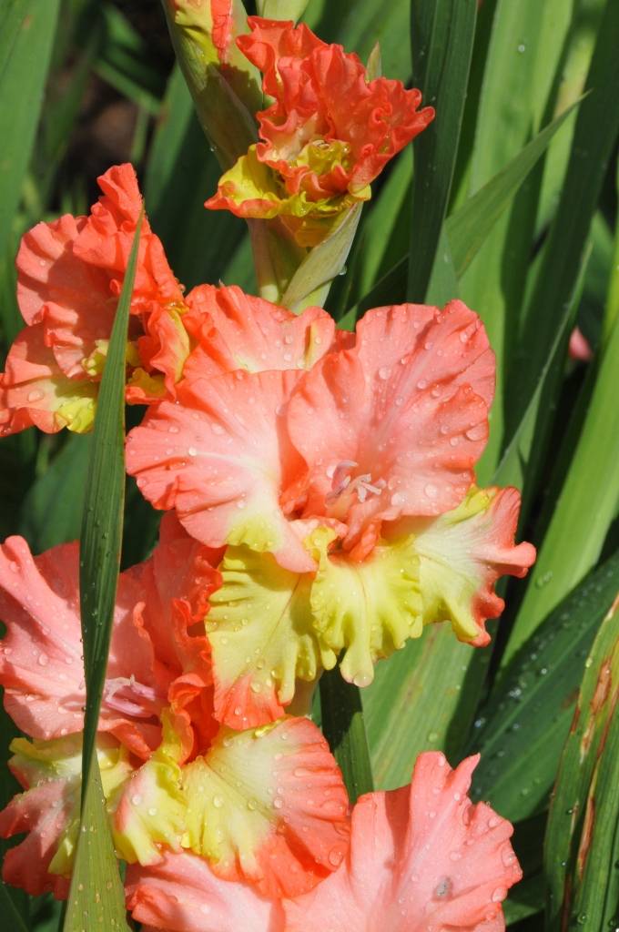 Nīcas pagasta “Lūšos” gladiolas zied jau vairākus desmitus gadu. Šie ziedi nav īpaši kaprīzi, bet prasa daudz roku darba, stāsta to audzētājs Voldemārs Klucis. 

Viņš rēķina, ka nelielās platībās gladiolas ir izdevīgāk audzēt nekā...
Autors: ReKurZeme, portāls