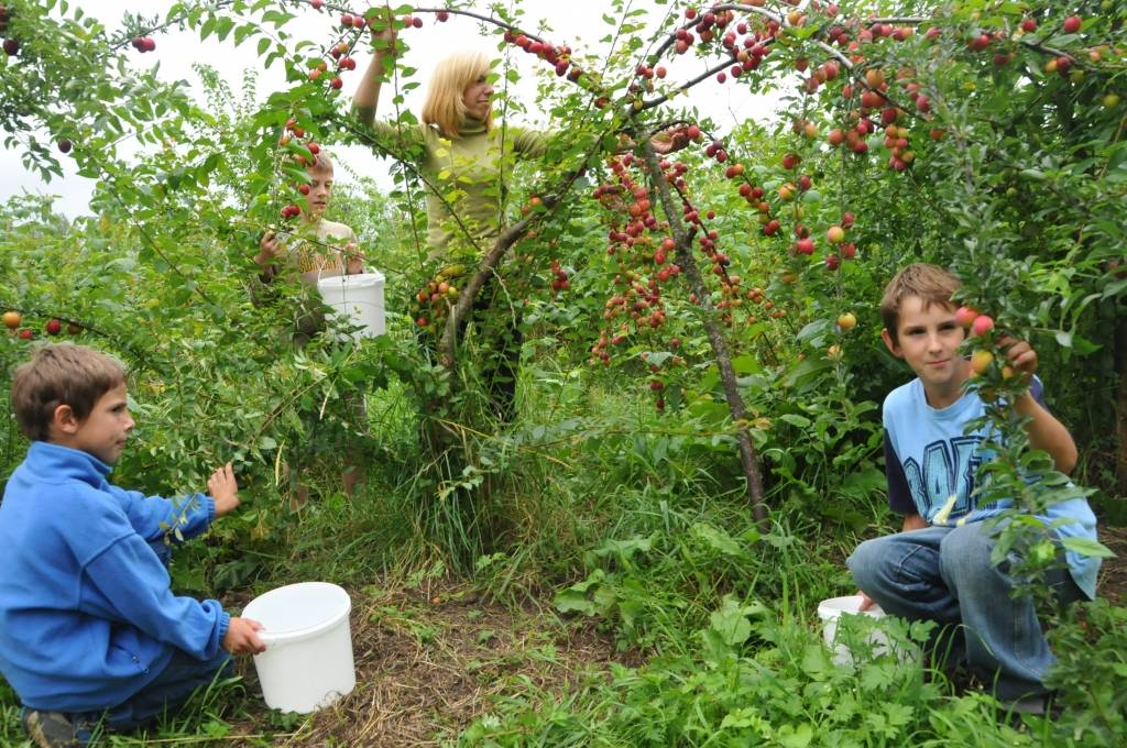 Bunkas pagasta Z/S "Dienavi" saimniece Vija Katlapa ar dēliem Dāvidu un Robertu novāc plūmju ražu. Viņa paplašina vīra vecāku aizsākto dārzu ar jaunām šķirnēm un augļus realizē tirgū. Tur vietējām plūmēm, tāpat kā pirms daudziem gadiem,...
Autors: ReKurZeme, portāls