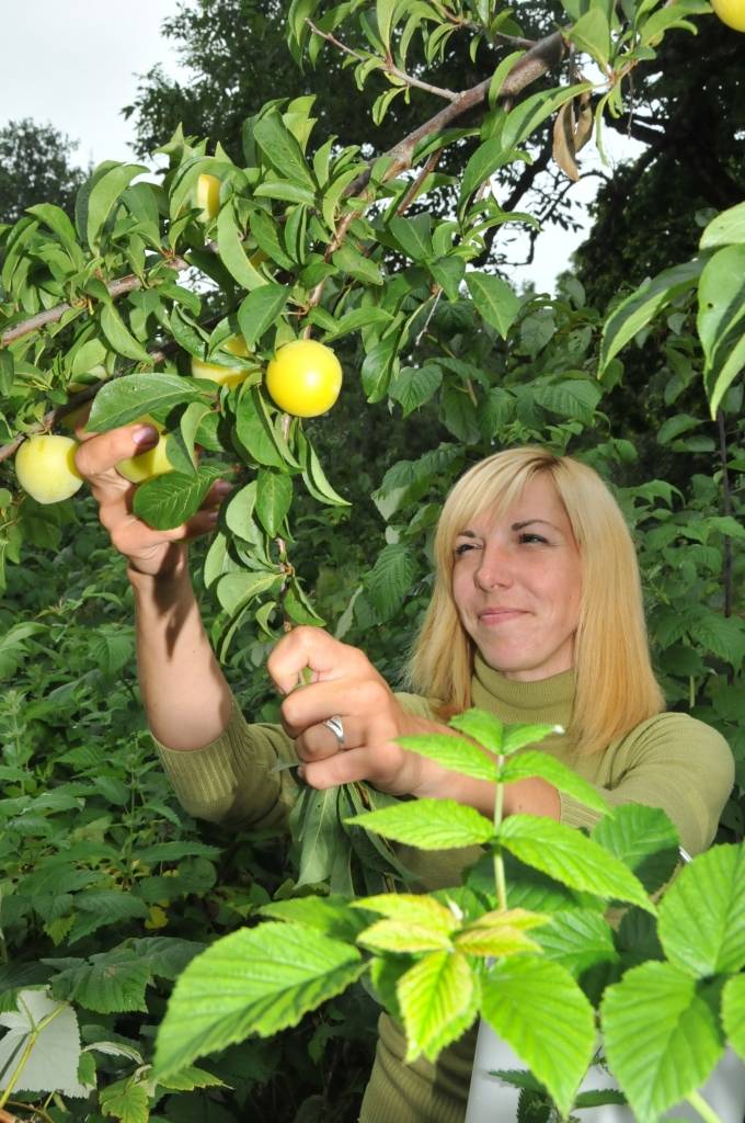 Bunkas pagasta Z/S "Dienavi" saimniece Vija Katlapa ar dēliem Dāvidu un Robertu novāc plūmju ražu. Viņa paplašina vīra vecāku aizsākto dārzu ar jaunām šķirnēm un augļus realizē tirgū. Tur vietējām plūmēm, tāpat kā pirms daudziem gadiem,...
Autors: ReKurZeme, portāls