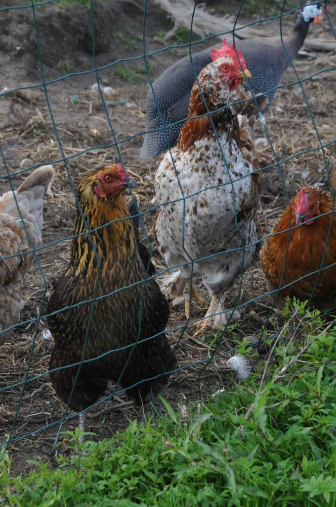 No cālēna līdz šķirnes ērzelim – tik plašs spektrs mājdzīvnieku mīt saimniecībā, kas neaizraujas ar ražošanu un daudzas radības kopj vien savam priekam.
Četri kilometri līdz Liepājai, aptuveni tikpat putna lidojumā līdz jūrai – šāda...
Autors: ReKurZeme, portāls