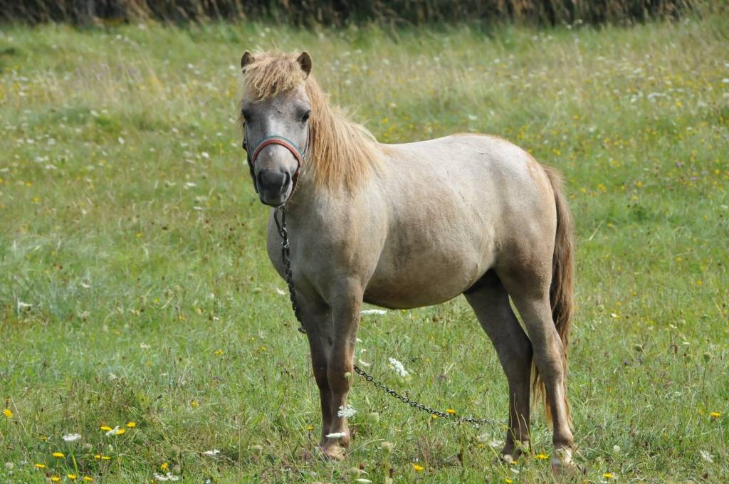 No cālēna līdz šķirnes ērzelim – tik plašs spektrs mājdzīvnieku mīt saimniecībā, kas neaizraujas ar ražošanu un daudzas radības kopj vien savam priekam.
Četri kilometri līdz Liepājai, aptuveni tikpat putna lidojumā līdz jūrai – šāda...
Autors: ReKurZeme, portāls