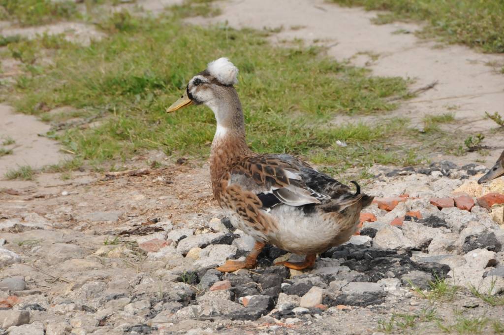 No cālēna līdz šķirnes ērzelim – tik plašs spektrs mājdzīvnieku mīt saimniecībā, kas neaizraujas ar ražošanu un daudzas radības kopj vien savam priekam.
Četri kilometri līdz Liepājai, aptuveni tikpat putna lidojumā līdz jūrai – šāda...
Autors: ReKurZeme, portāls