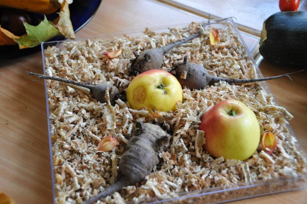 Kapsēdes pamatskolas skolēni, tuvojoties Miķeļdienai, izveidojuši izstādi, kurā redzamas dažādas no dārzeņiem veidotas kompozīcijas.
Autors: ReKurZeme, portāls