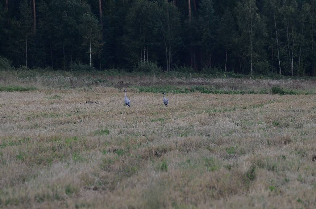 Dunikas purva laipa. 1. septembra vakars.
Autors: Uldis Dobelis