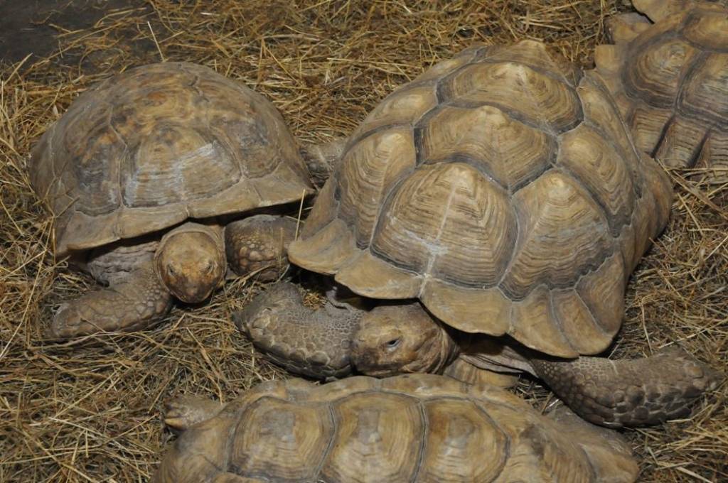 Autors: Dainis Ģelzis