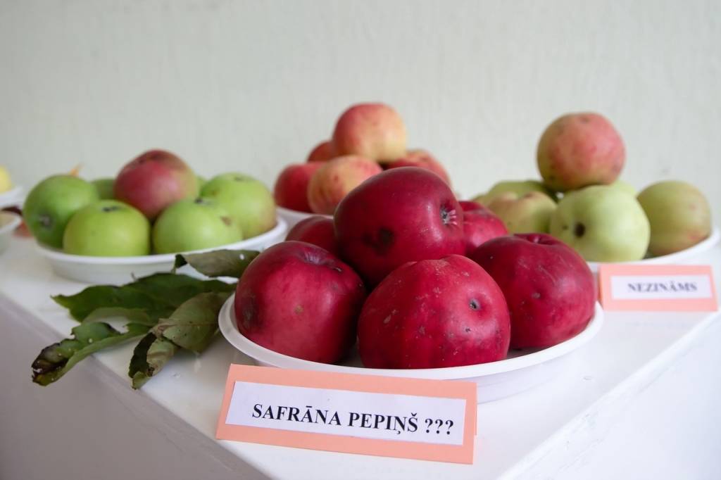 Autors: Normunds Zeniņš