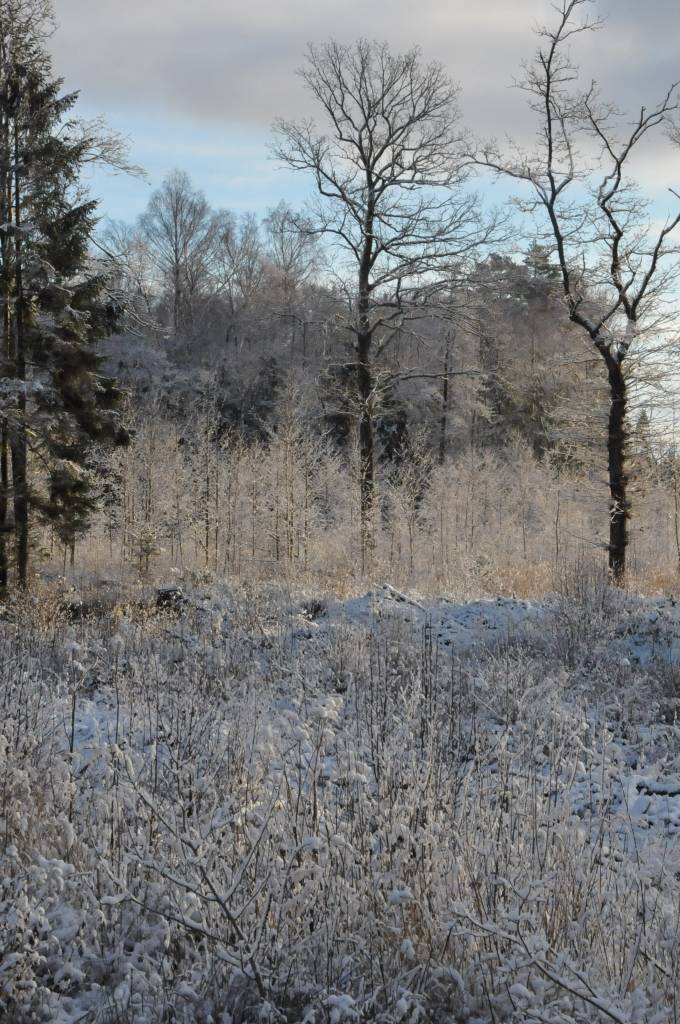 Ziema piektdien, 30. novembrī, Grobiņas novadā.
Autors: ReKurZeme, portāls