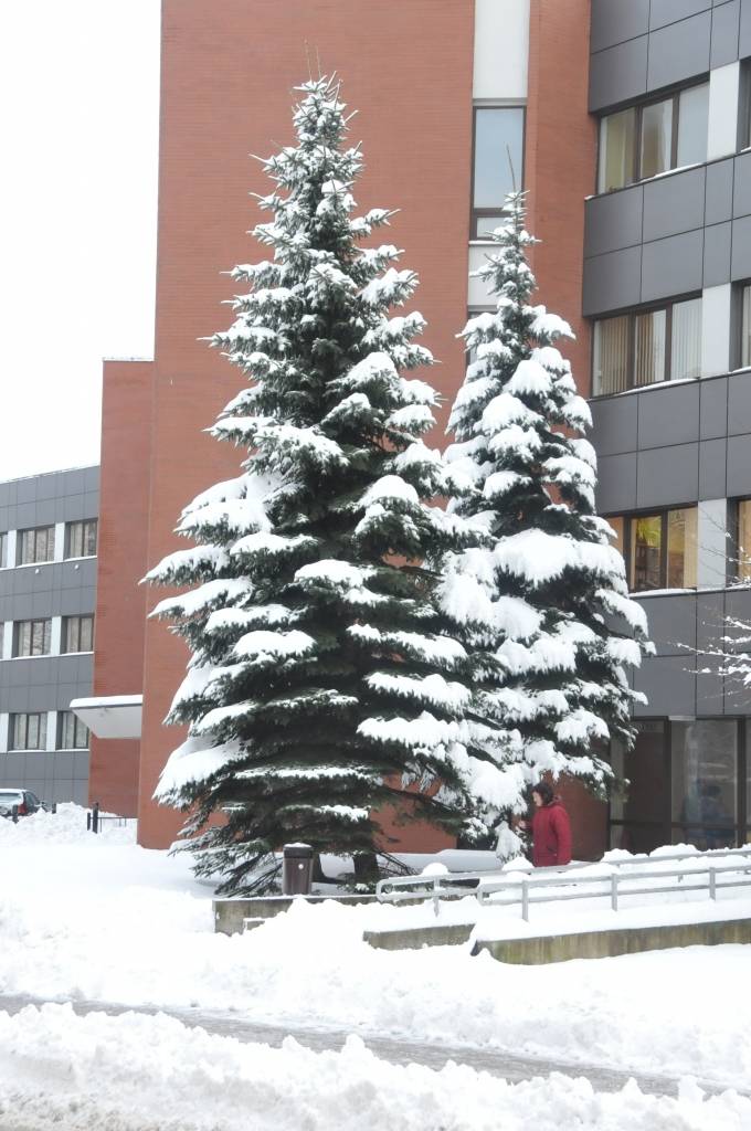 Pirmdien, 3. decembrī, Liepājā uzsnigusi bieza sniega kārta, radot grūtības gājējiem un autobraucējiem. Taču, ziemas prieku baudītāji tagad var ļauties iemīļotajām nodarbēm.
Autors: ReKurZeme, portāls