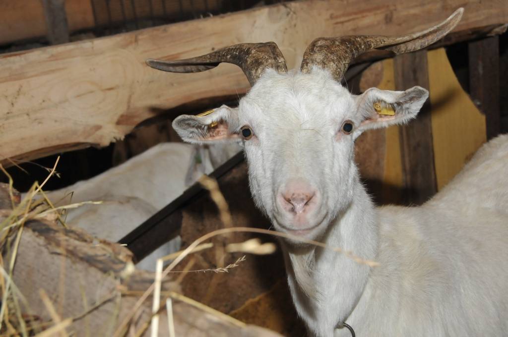 No kazām var “paņemt” arī tikai gaļu – pārliecinājušies ‘Būru’ šķirnes audzētāji. Tā Latvijā vēl maz apgūta niša, galaprodukts – aizspriedumiem apvīts.

