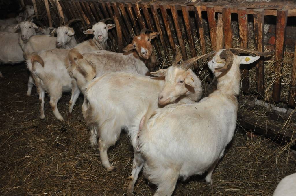 No kazām var “paņemt” arī tikai gaļu – pārliecinājušies ‘Būru’ šķirnes audzētāji. Tā Latvijā vēl maz apgūta niša, galaprodukts – aizspriedumiem apvīts.

"Jūs jau latviski vēl nemākat runāt," medzeniece Mārīte Kūlaine uzrunā ‘Būru’ kazu...
Autors: ReKurZeme, portāls
