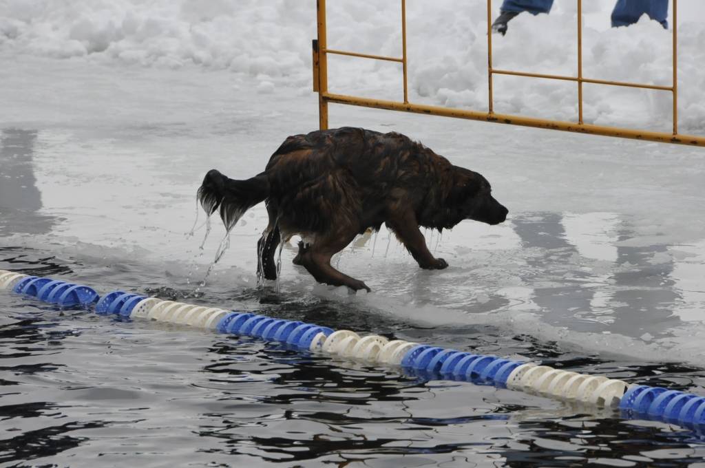 Autors: Dainis Ģelzis