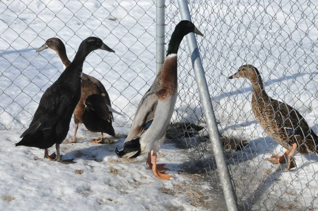 Mini zoodārzs "Putnu impērija" Ventspils novada Vārves pagastā.
Autors: ReKurZeme, portāls