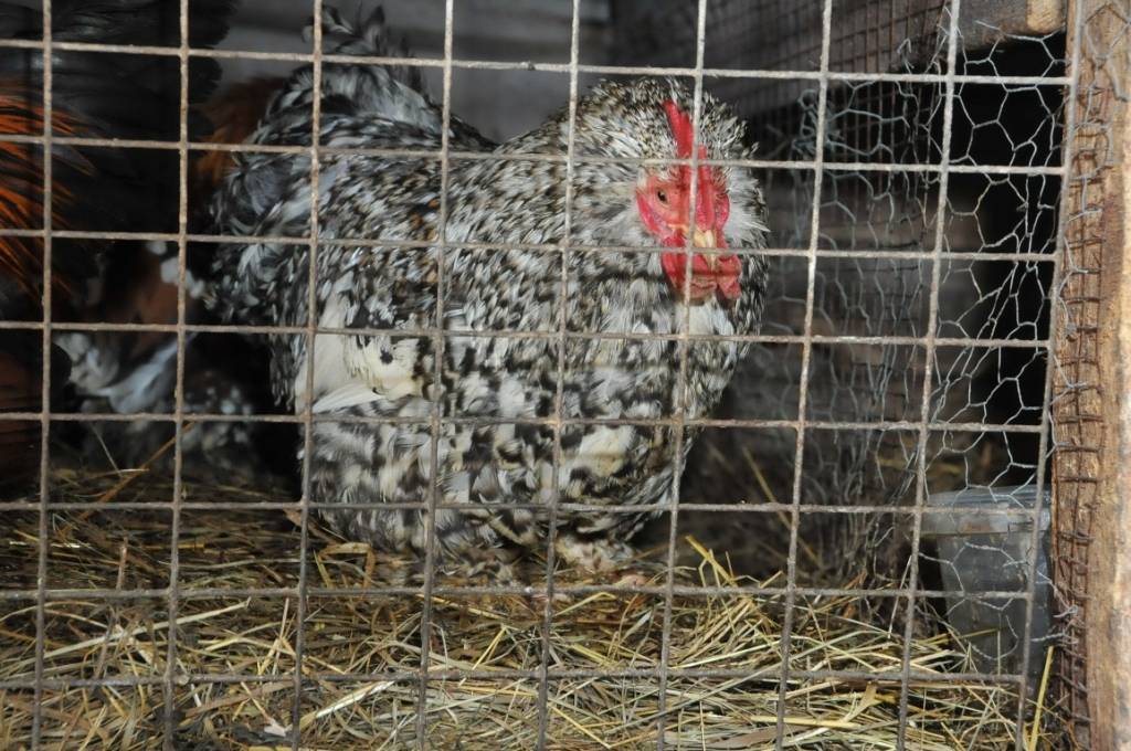 Mini zoodārzs "Putnu impērija" Ventspils novada Vārves pagastā.
Autors: ReKurZeme, portāls