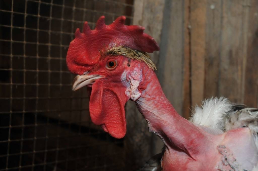 Mini zoodārzs "Putnu impērija" Ventspils novada Vārves pagastā.
Autors: ReKurZeme, portāls