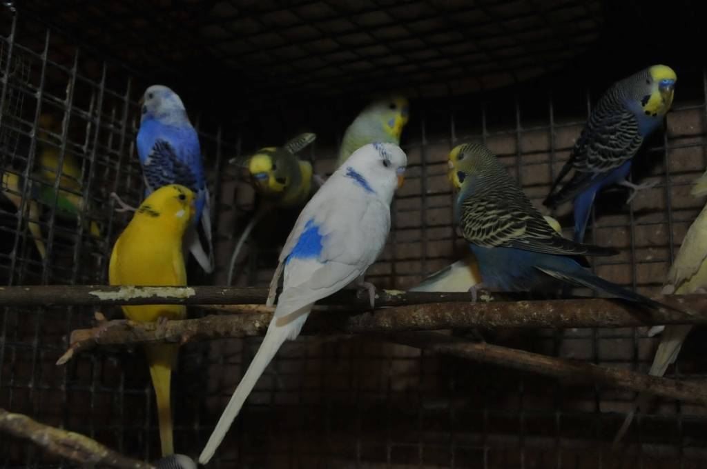 Mini zoodārzs "Putnu impērija" Ventspils novada Vārves pagastā.
Autors: ReKurZeme, portāls