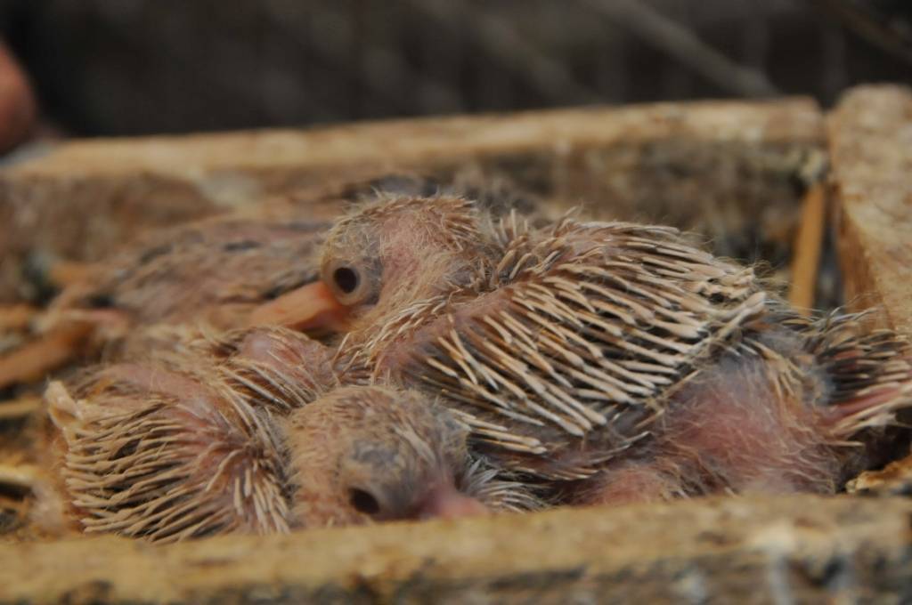 Mini zoodārzs "Putnu impērija" Ventspils novada Vārves pagastā.
Autors: ReKurZeme, portāls