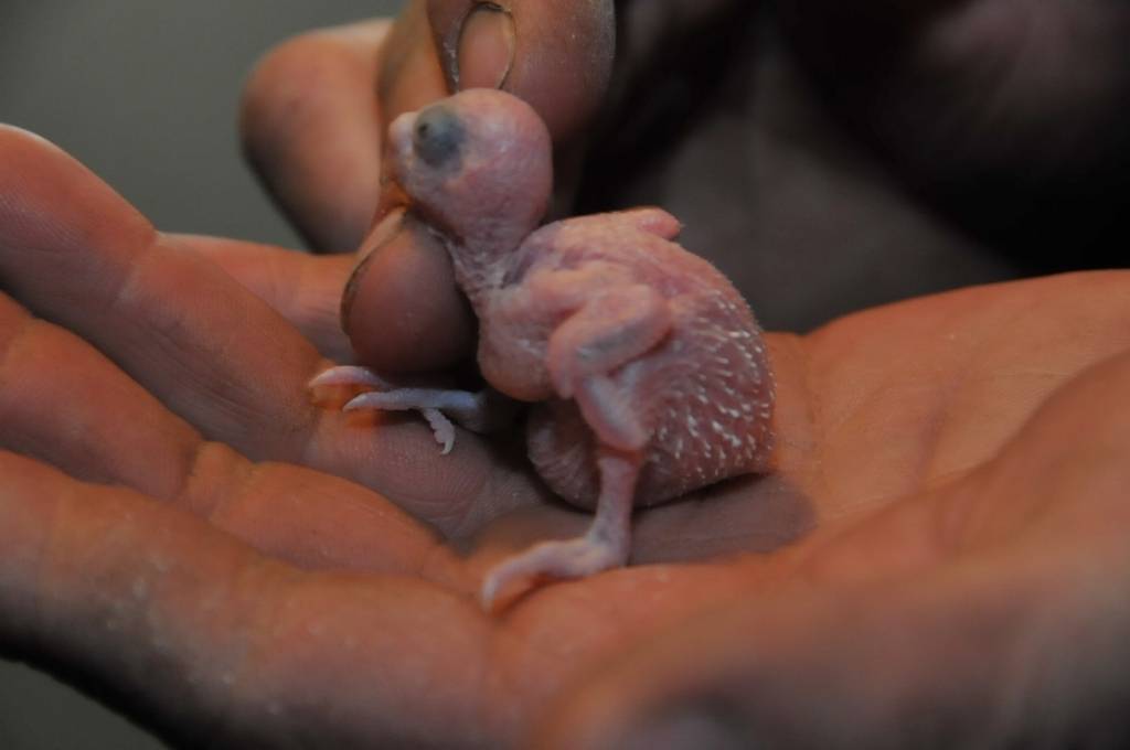 Mini zoodārzs "Putnu impērija" Ventspils novada Vārves pagastā.
Autors: ReKurZeme, portāls