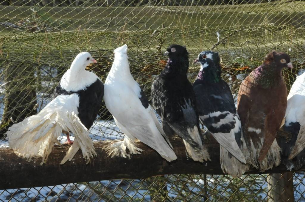 Mini zoodārzs "Putnu impērija" Ventspils novada Vārves pagastā.
Autors: ReKurZeme, portāls