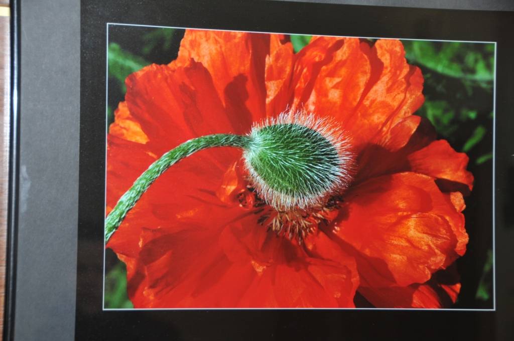 Ziemupes saieta nama zālē skatāma Bauskas tautas fotostudijas pārstāvja Māra Kreitenberga darbu izstāde. Viņš savas fotogrāfijas arī jau iepriekš nodevis ziemupnieku vērtējumam. Šoreiz fotogrāfs atvedis ziedu un dabas fotogrāfijas.
Autors: Ieva Kupše