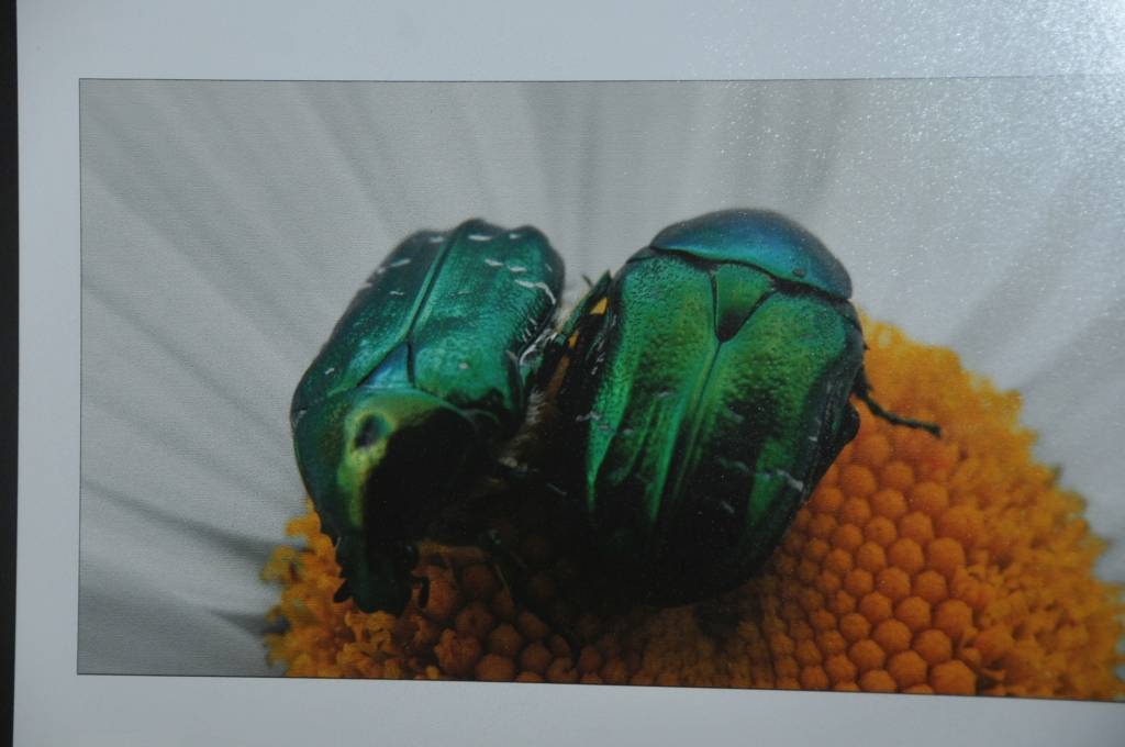 Ziemupes saieta nama zālē skatāma Bauskas tautas fotostudijas pārstāvja Māra Kreitenberga darbu izstāde. Viņš savas fotogrāfijas arī jau iepriekš nodevis ziemupnieku vērtējumam. Šoreiz fotogrāfs atvedis ziedu un dabas fotogrāfijas.
Autors: Ieva Kupše