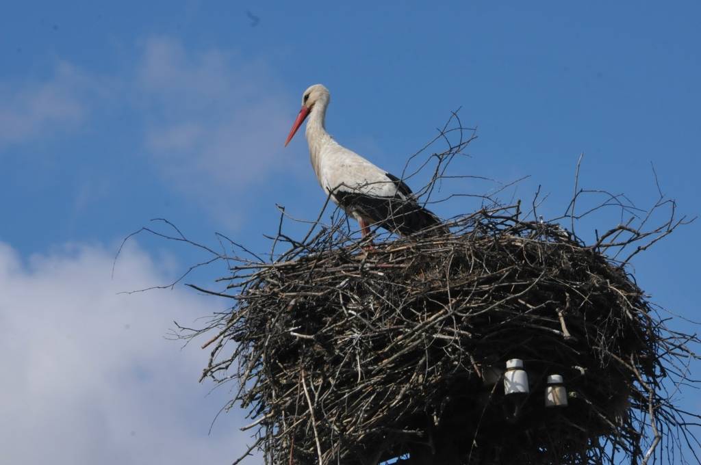 Kā novēroja portāls, Kurzemes pļavās un savās ligzdās atgriežas baltie stārķi. Tie, saukti arī par svēteļiem, ir vieni no vislabāk pazīstamajiem putniem Latvijā, kas pie mums sastopams lielā skaitā. No ziemošanas vietām Āfrikā baltie...
Autors: Ieva Kupše