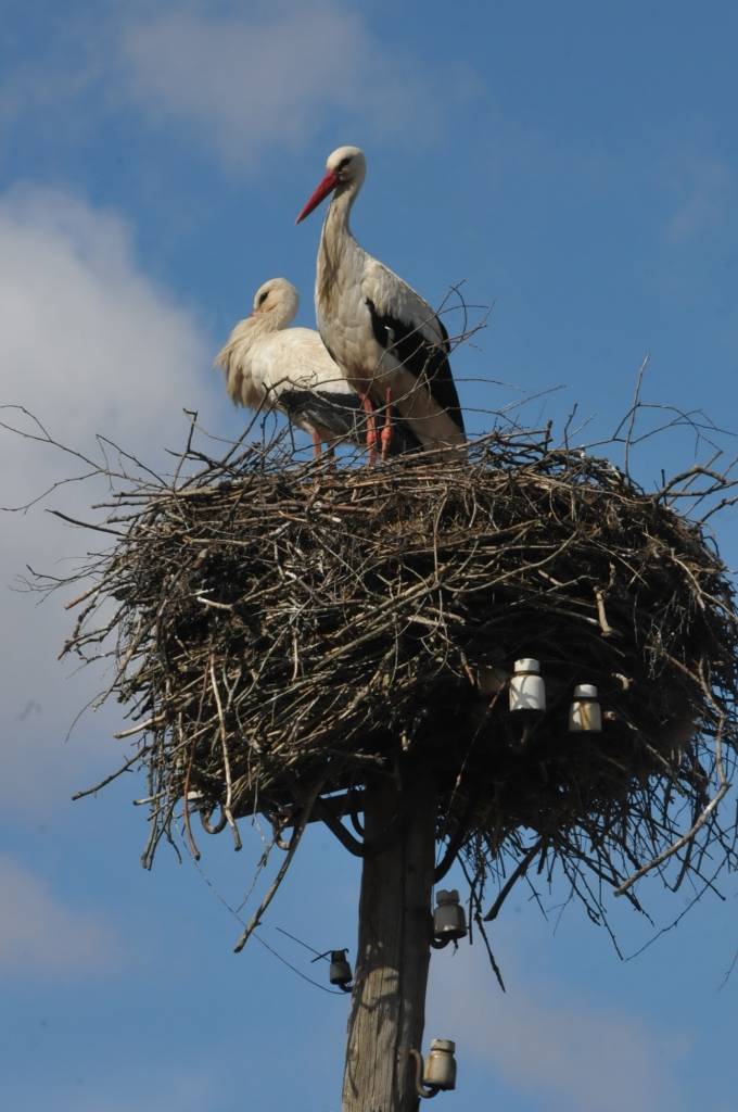 Kā novēroja portāls, Kurzemes pļavās un savās ligzdās atgriežas baltie stārķi. Tie, saukti arī par svēteļiem, ir vieni no vislabāk pazīstamajiem putniem Latvijā, kas pie mums sastopams lielā skaitā. No ziemošanas vietām Āfrikā baltie...
Autors: Ieva Kupše