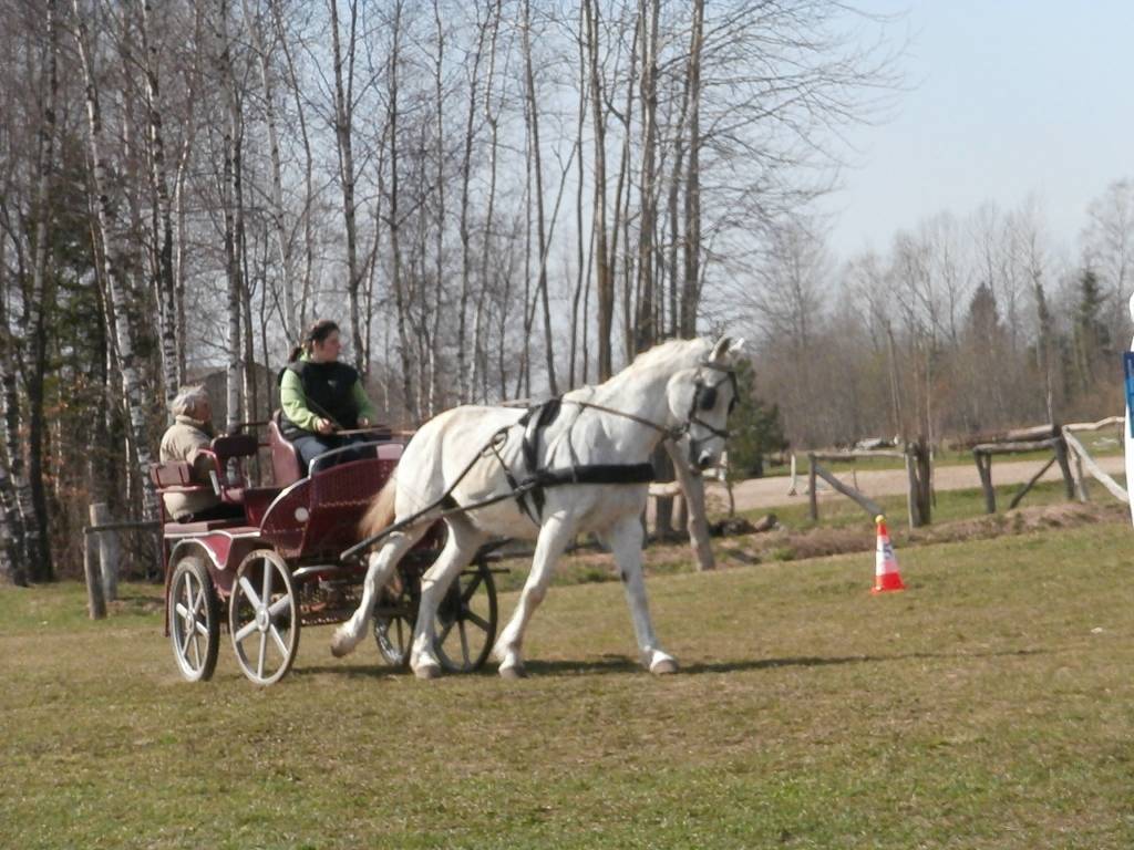 Svētdien, 5. maijā, sporta biedrība "Kanu Atvars" Virgas pagasta "Stiebriņos" organizēja vizināšanos sporta pajūgos, zirgu un poniju mugurā, kā arī citas aktivitātes, kuras saistītas ar zirgiem, informē pasākuma organizatore Dzintra...
Autors: Ilze Vainovska
