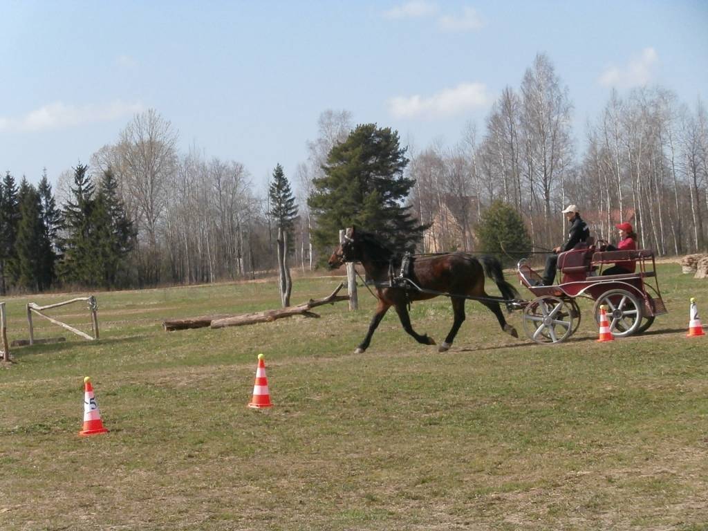 Svētdien, 5. maijā, sporta biedrība "Kanu Atvars" Virgas pagasta "Stiebriņos" organizēja vizināšanos sporta pajūgos, zirgu un poniju mugurā, kā arī citas aktivitātes, kuras saistītas ar zirgiem, informē pasākuma organizatore Dzintra...
Autors: Ilze Vainovska