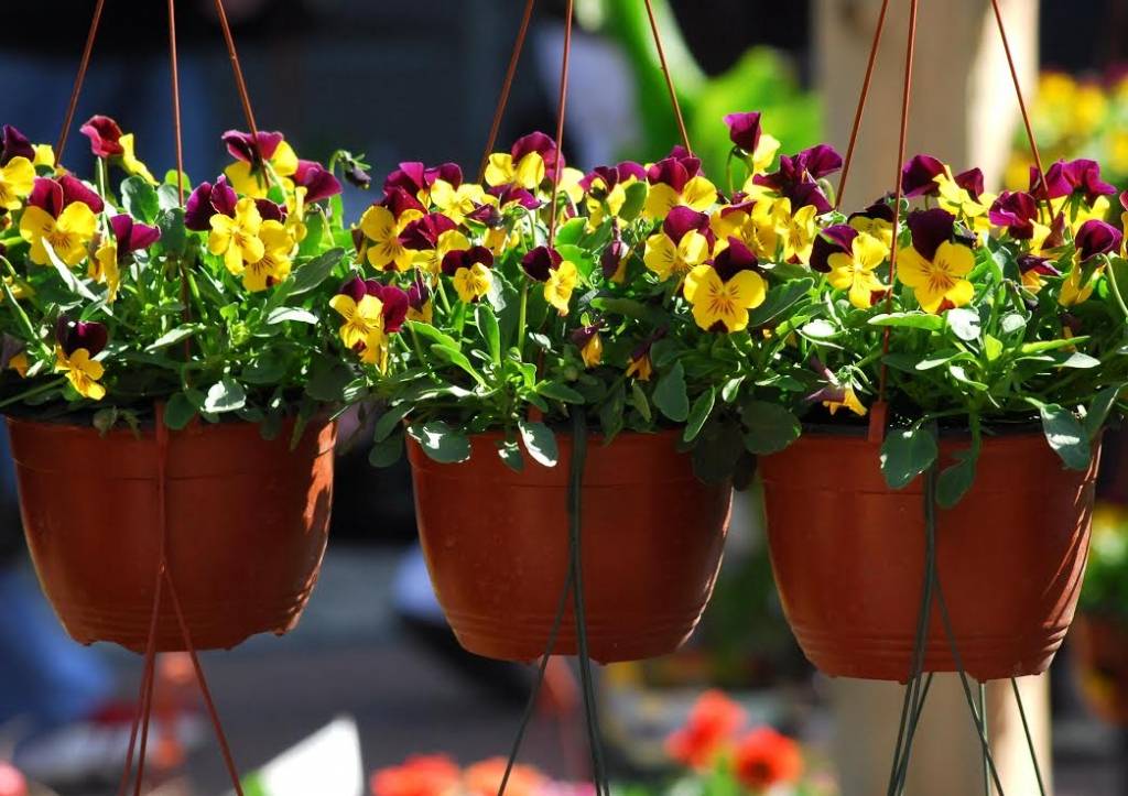 Autors: Publicitātes foto