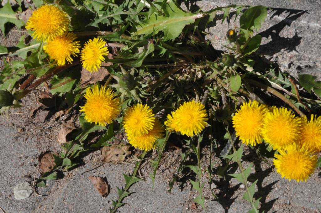 Autors: Dainis Ģelzis