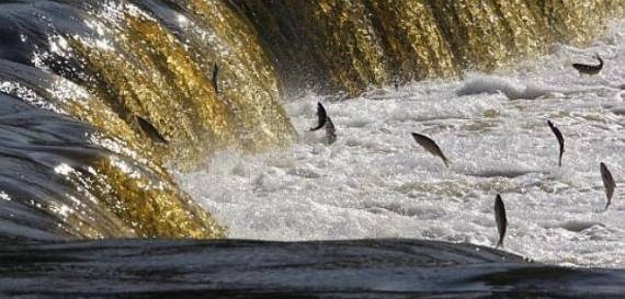 Autors: Publicitātes foto