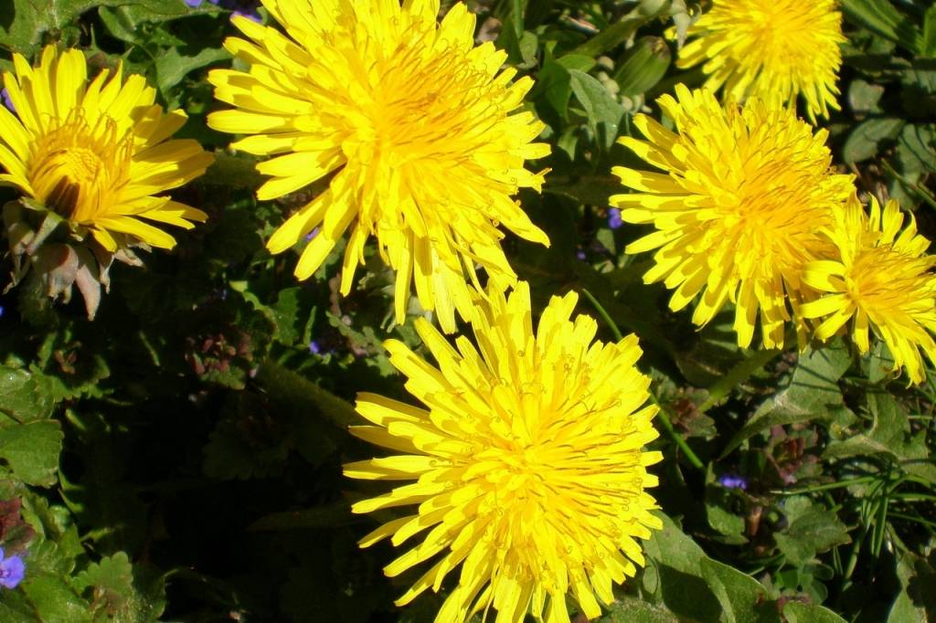 Autors: Publicitātes foto