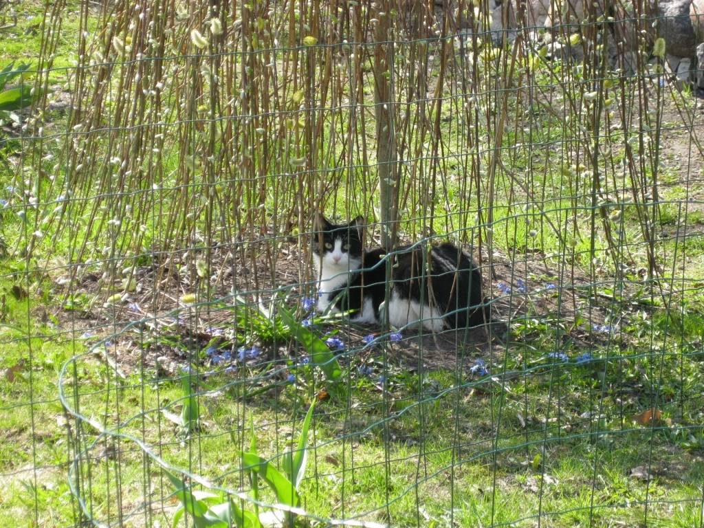 Aluksniesiem.lv raksta attēla aizvietotājs