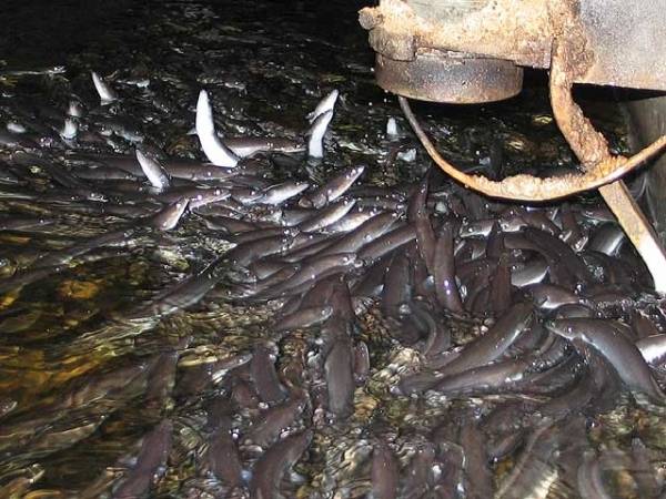 Autors: saimnieks.lv