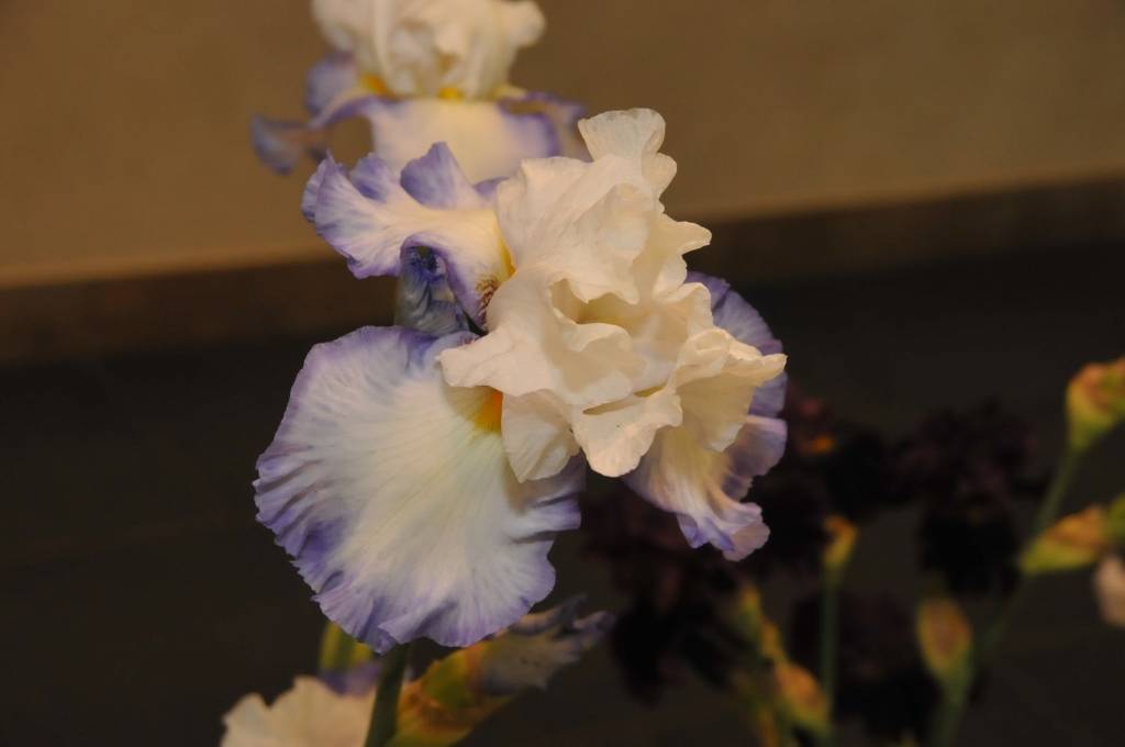 Autors: Dainis Ģelzis