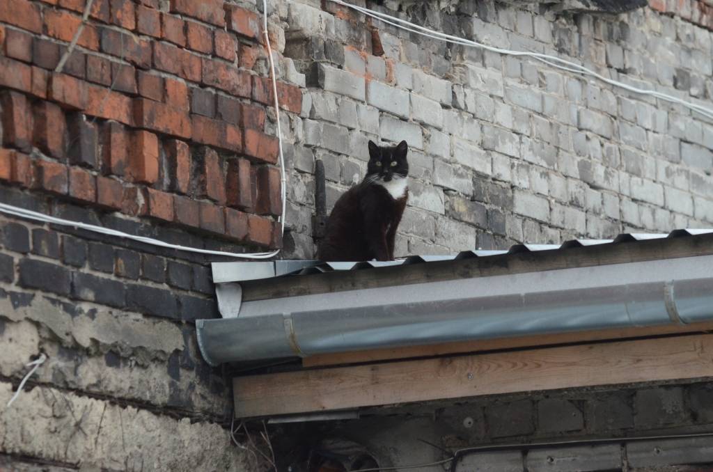 Autors: Uldis Dobelis