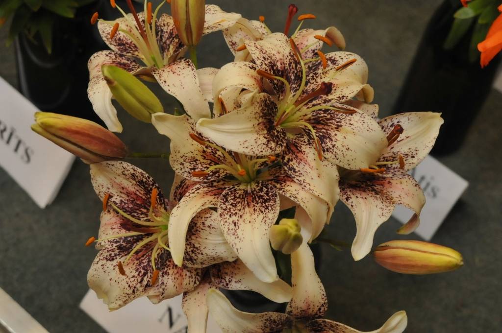 Autors: Dainis Ģelzis