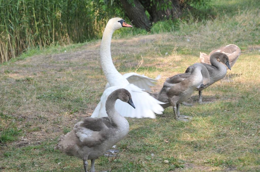 Autors: Dainis Ģelzis