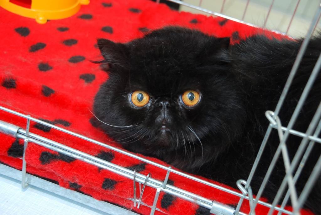 Autors: Dainis Ģelzis