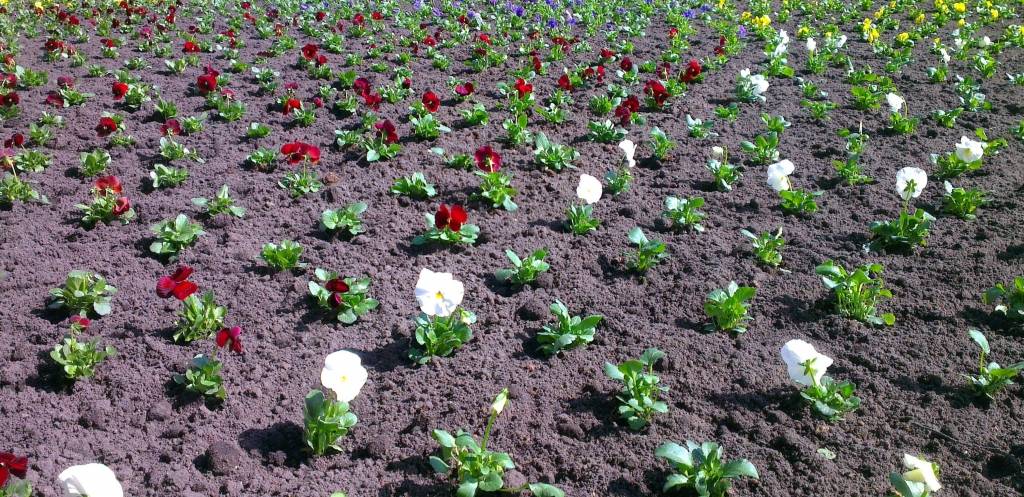 Svaigi stādīta dobe pie Liepājas universitātes. Aptuveni 20 vietās pilsētā šogad būs labiekārtotas puķu dobes. 