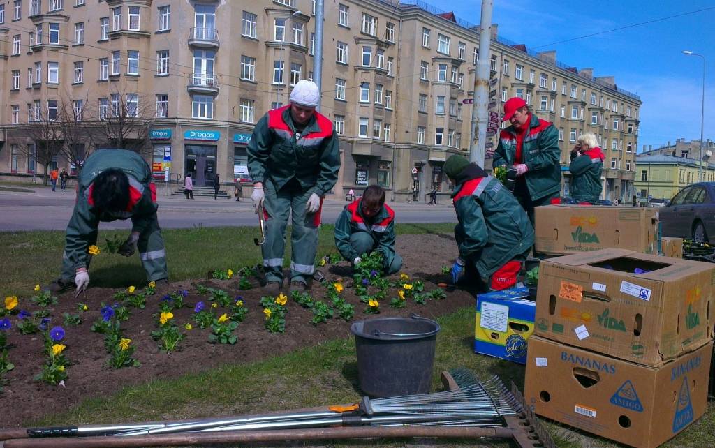 Puķu stādīšanu dobē pie viesnīcas „Līva” veic uzņēmuma „Tranzīts L” dārznieces. Ar minēto uzņēmumu ir noslēgts līgums par pilsētas apstādījumu kopšanu.
Autors: Aigars Štāls