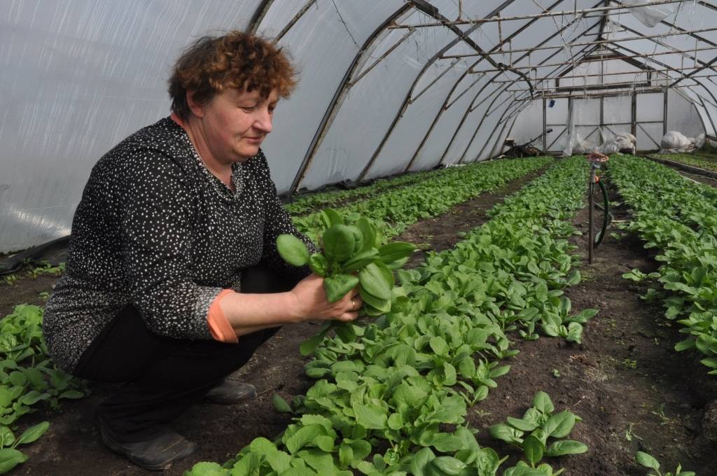 Gunta Radomišķe zina spinātu vērtību – tie uzturā ir dzelzs avots.
Autors: Dainis Ģelzis