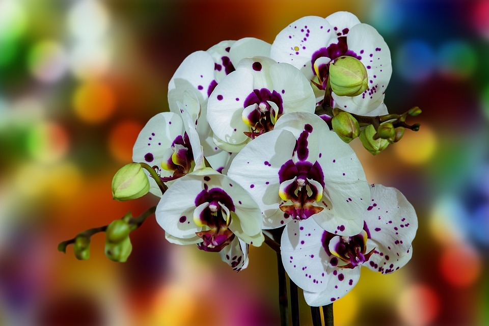Autors: Pixabay