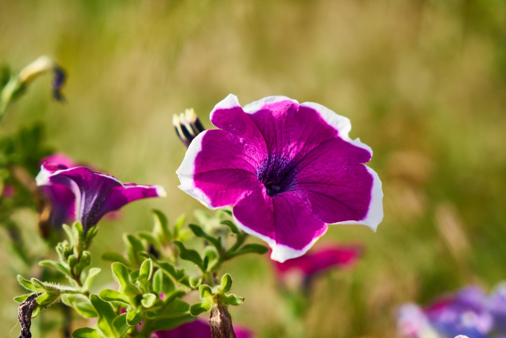 Autors: Pixabay