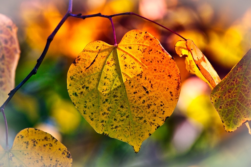 Autors: Pixabay