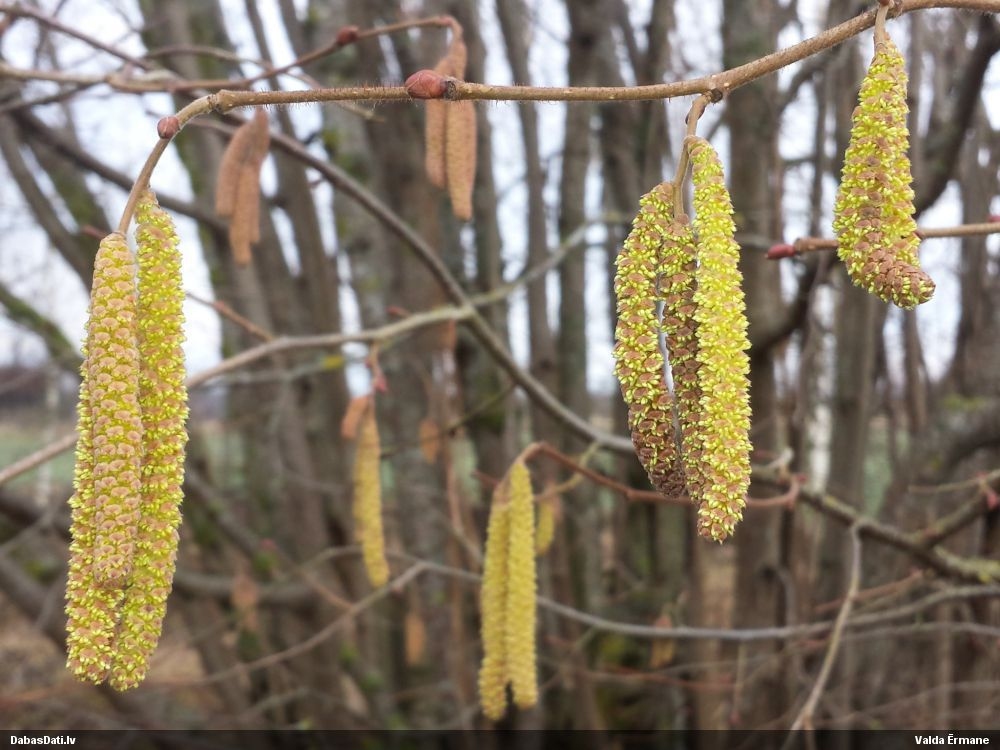 Autors: Dabasdati.lv