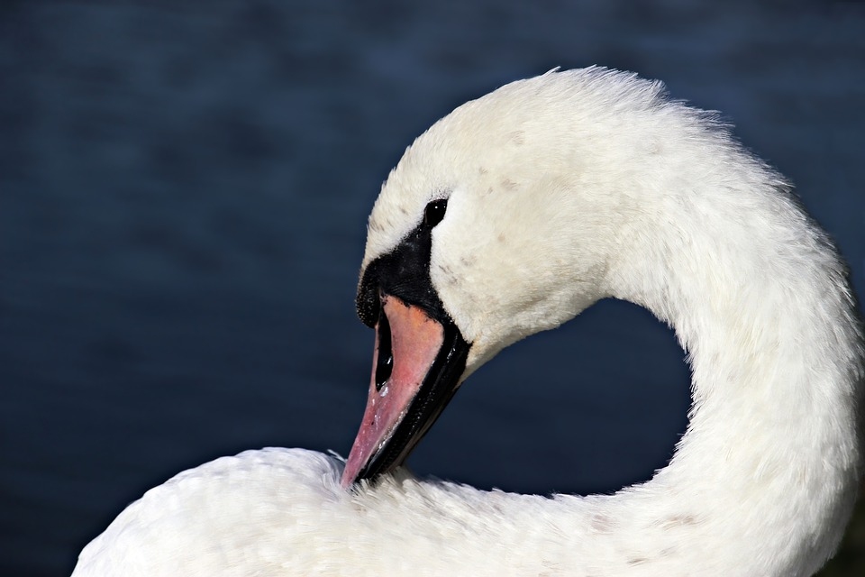 Autors: Pixabay