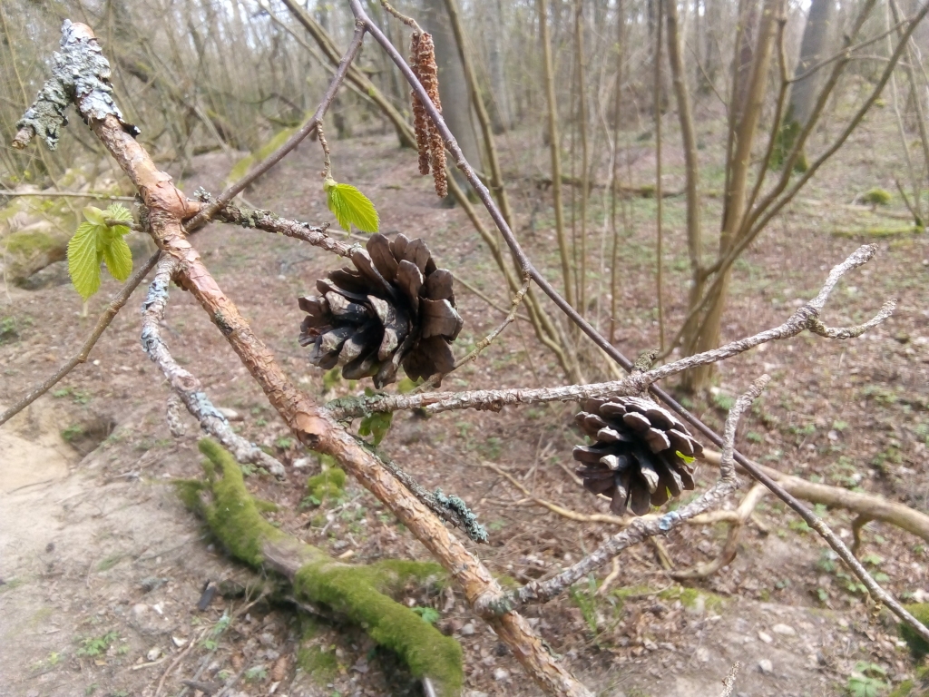 Autors: Uldis Dobelis